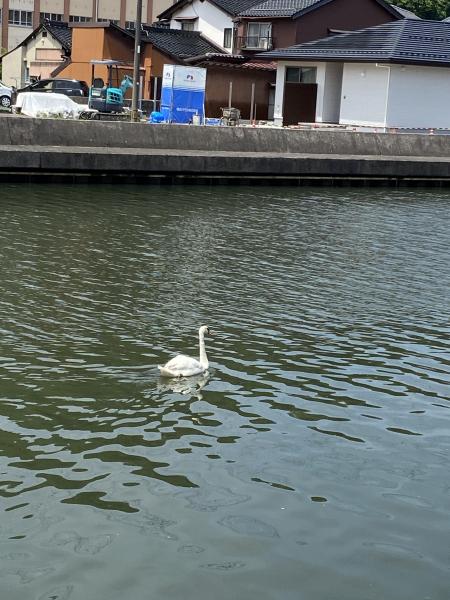 【米子】彫刻ロード川沿いおそうじ画像