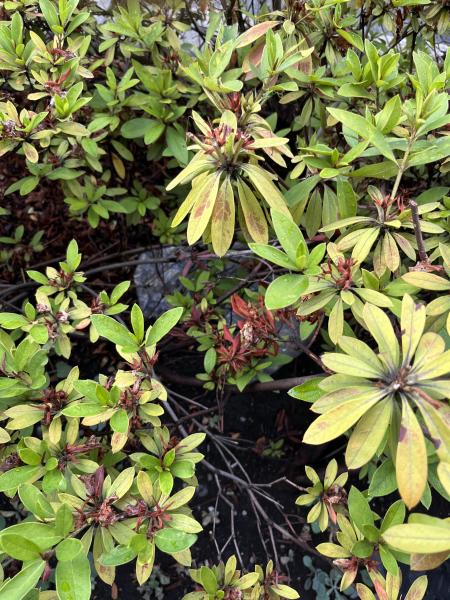 登戸お掃除画像