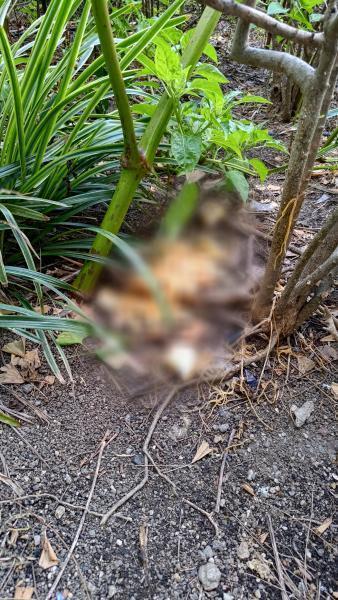 【北新地】厄介ごみがマジで大変な定例おそうじ【8月第4土曜日】画像