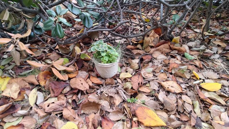【北新地】いつもとちょっと違うような違わないような定例おそうじ【9月第4土曜日】画像