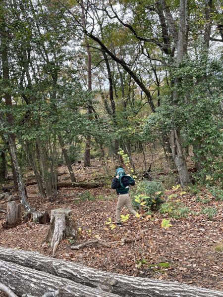 収穫音楽祭でgreen bird画像