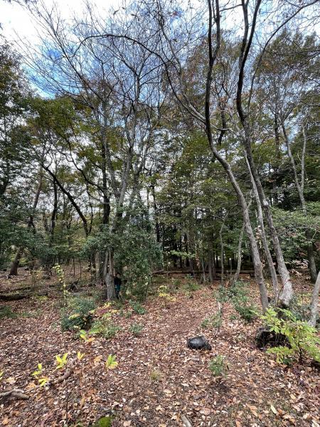 収穫音楽祭でgreen bird画像