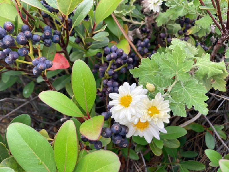 TAKASAGOgreenレンジャー画像