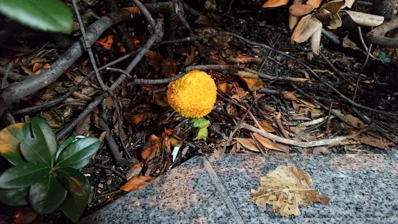 【北新地】今年も解禁の木曜バード【11月第3木曜日】画像