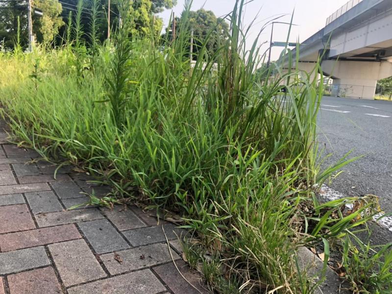 防災グリーンバード＠諏訪公園画像