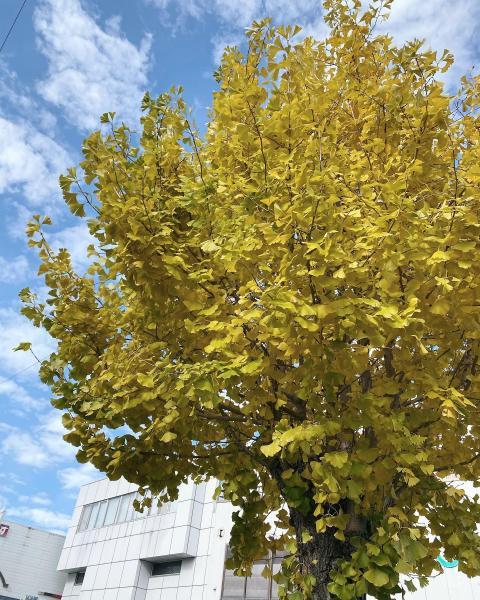 定例お掃除☆１１月画像