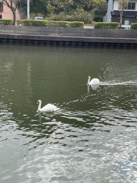 彫刻ロード川沿いおそうじ画像