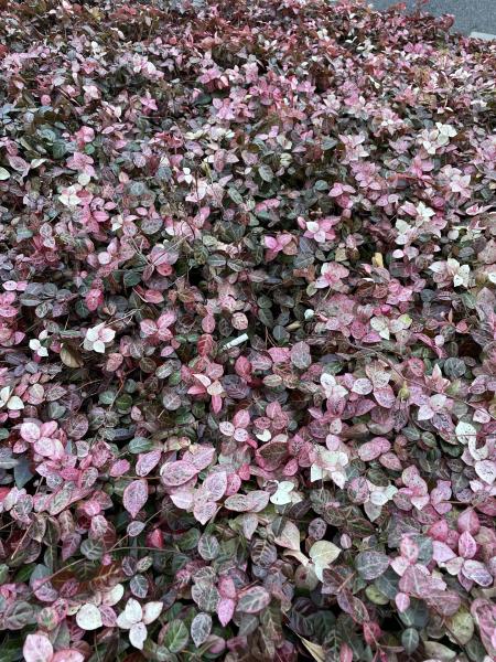 仲間が増えていくおそうじ！画像