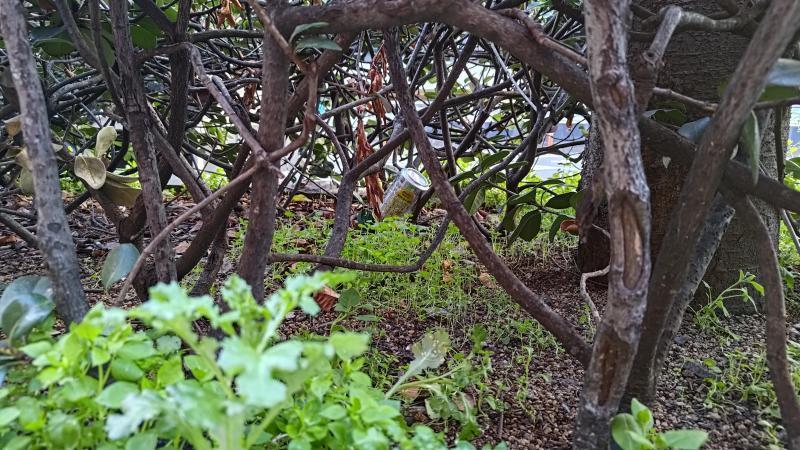 【北新地】恥ずかしくも楽しかった定例おそうじ【2月第4土曜日】画像