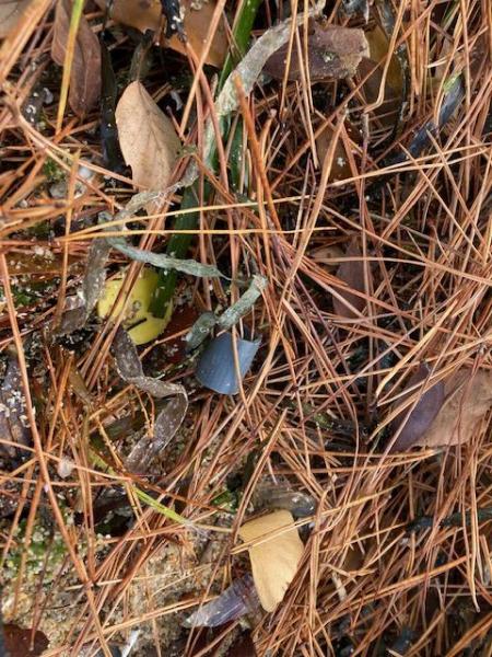 【広島】12月のサンフレッチェ広島さんコラボ宮島ビーチクリーン画像