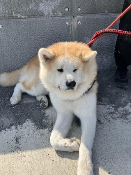 【静岡】海岸おそうじ(静岡チーム通算第299回)画像