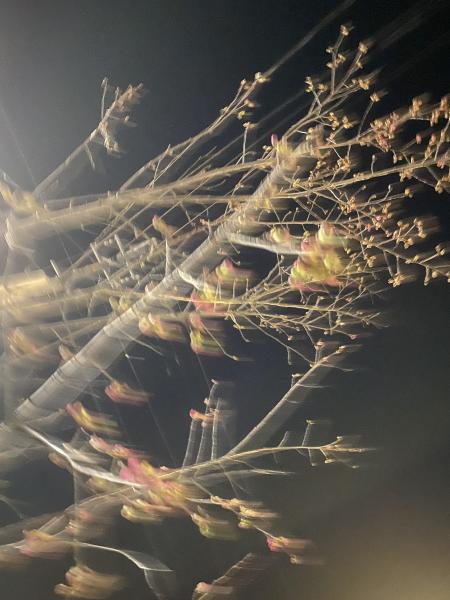 暖かくなってきた？画像