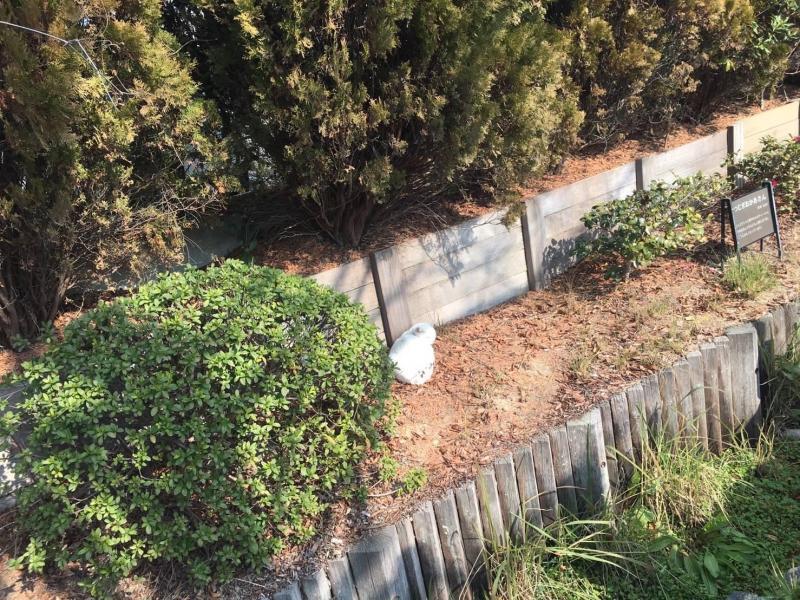 1/28(日)さが日曜昼前そうじ画像