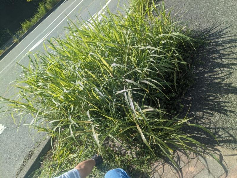 防災グリーンバードイオンモール大牟田店さんコラボ画像