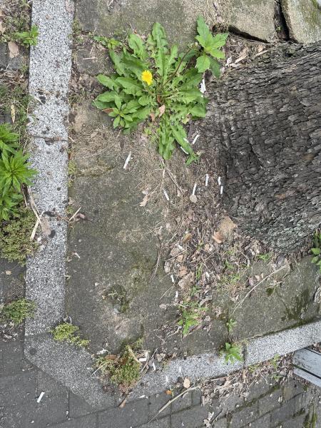 汐入駅お掃除画像