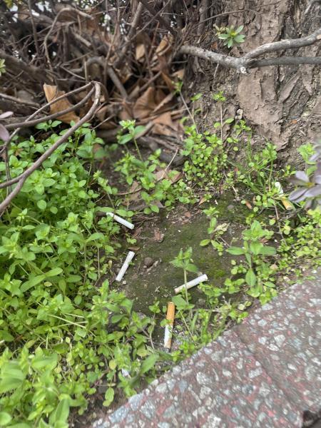 彫刻ロード川沿いおそうじ画像