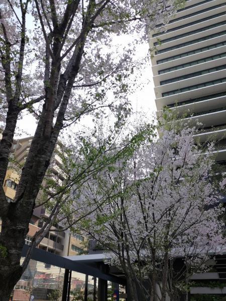 葉桜の見ごろ！4月11日の虎ノ門そうじ画像