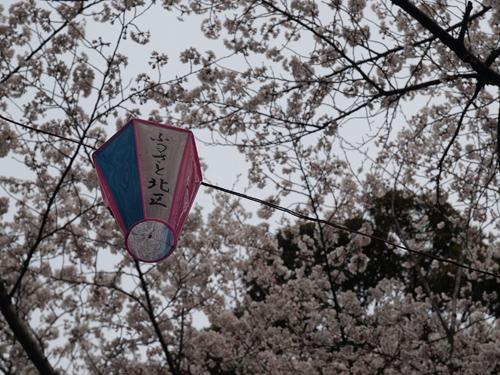 ★お花見＆お掃除＠王子駅 飛鳥山公園★画像