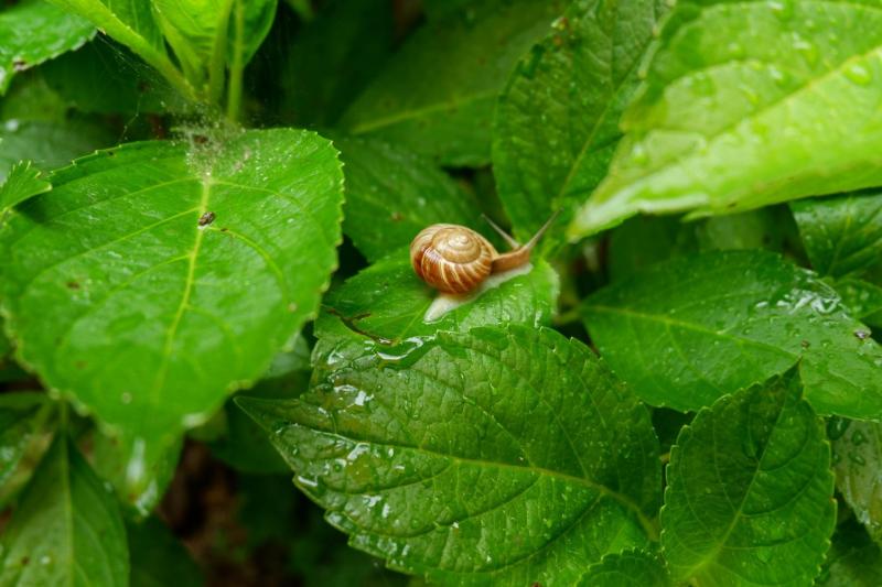 今夜のグリーンバードは中止ですー！画像