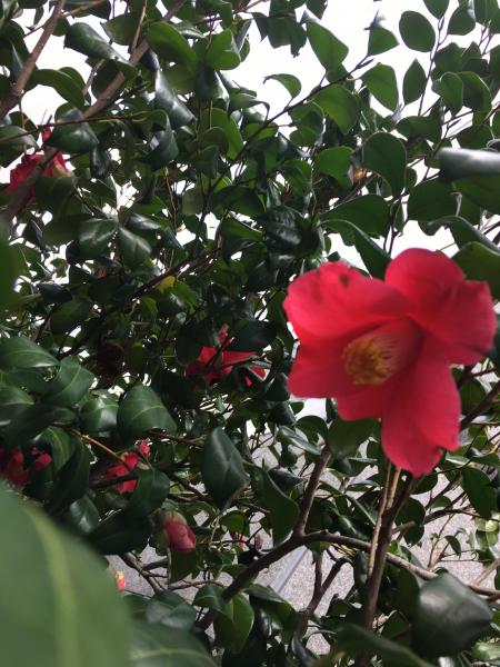 新緑の季節ですね、。画像