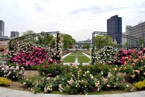 【北新地】ごみゼロおそうじ開催します！@中之島バラ園画像