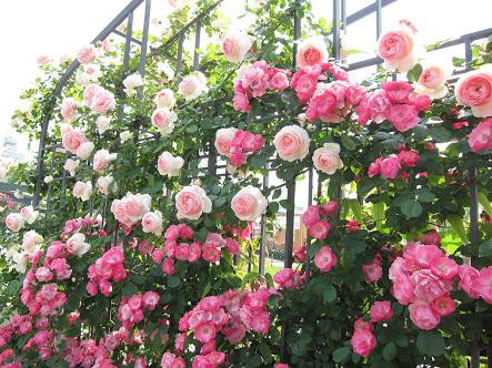 【北新地】ごみゼロおそうじ開催します！@中之島バラ園画像