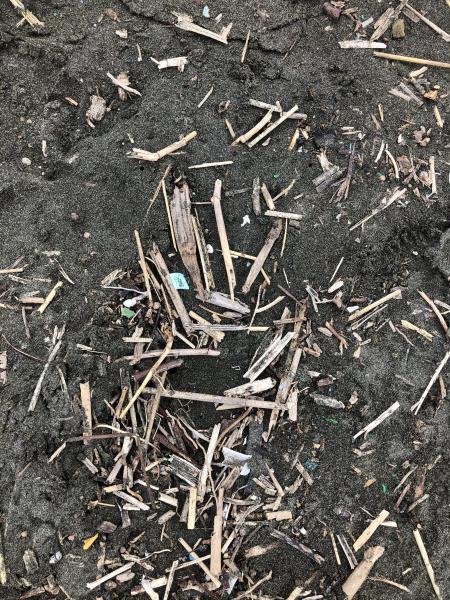 湘南海岸！江の島片瀬西浜でビーチクリーン！画像