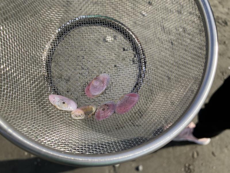 湘南！江の島片瀬西浜海岸ビーチクリーン！画像