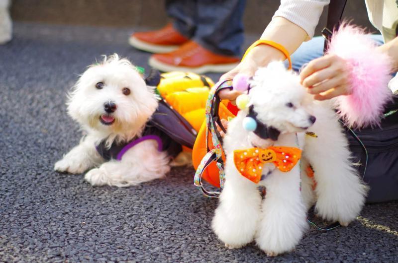 【締切】「ハローハロウィンパンプキンパレード2022」参加者募集！画像