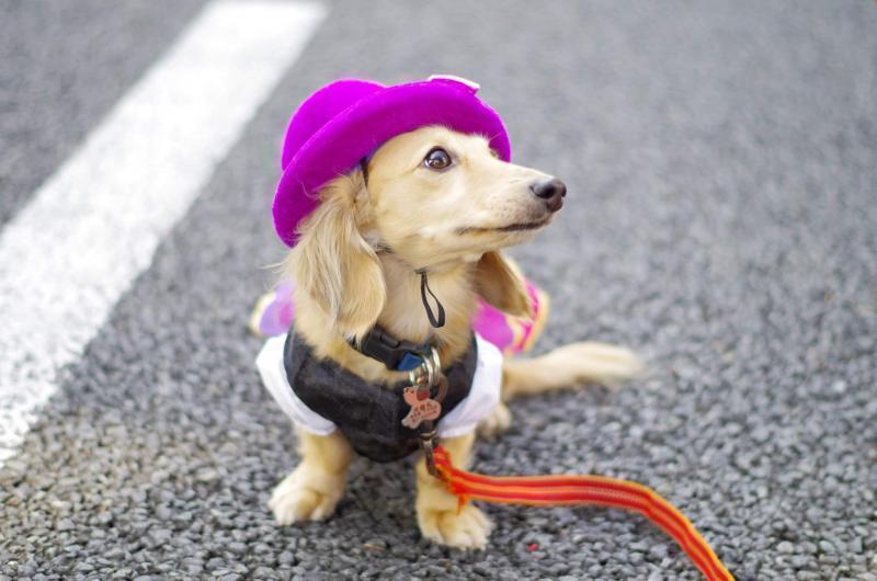 【締切】「ハローハロウィンパンプキンパレード2022」参加者募集！画像