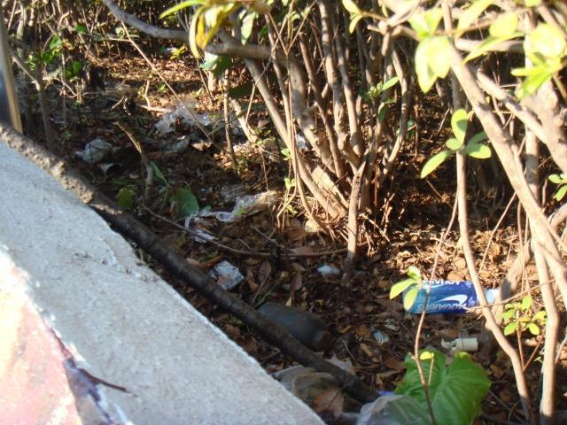 2007年 1月 30日 駒沢公園道り画像