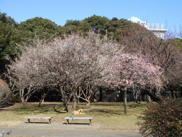 第24回 駒沢公園そうじ画像