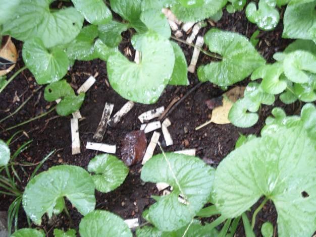 「赤坂朝そうじ」にちびっこ記者が！画像