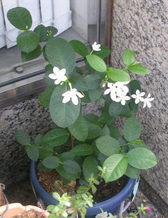 ちょっと涼しげｇｂ＠熊本画像