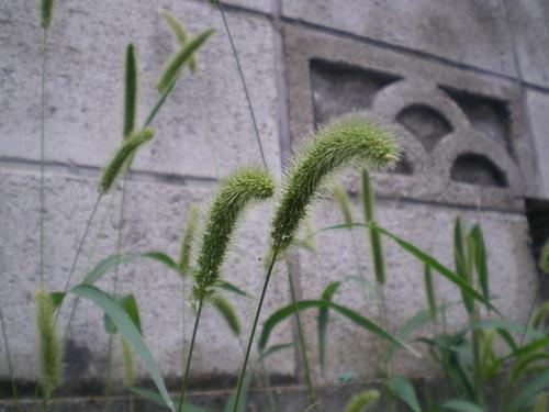 秋ですかね画像