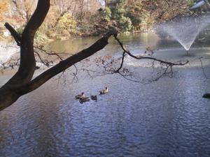 にこにこいのかしら〜画像