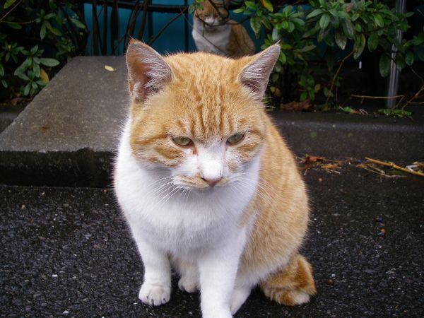 今日も雨で中止ニャ〜画像