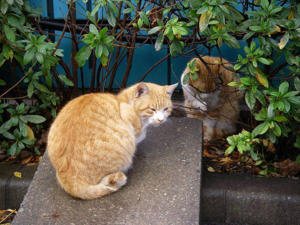 今日も雨で中止ニャ〜画像