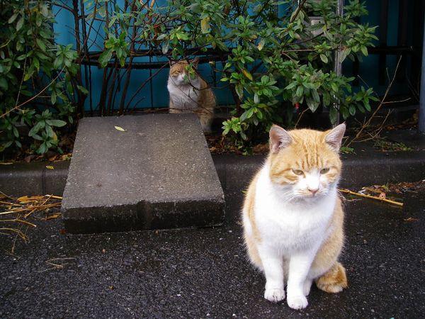 今日も雨で中止ニャ〜画像