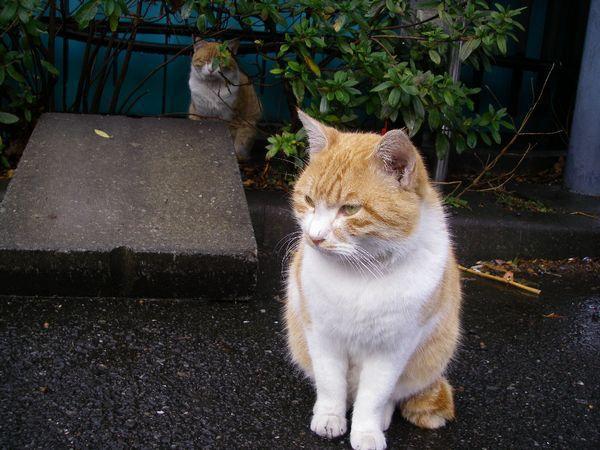 今日も雨で中止ニャ〜画像
