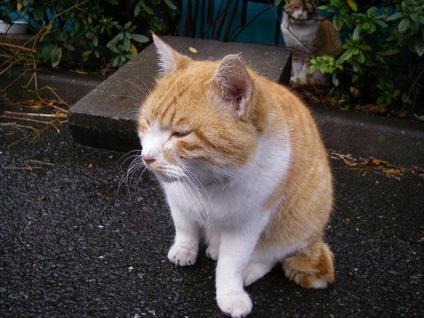 今日も雨で中止ニャ〜画像