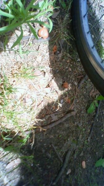 初・モーニングゴミ拾い！画像