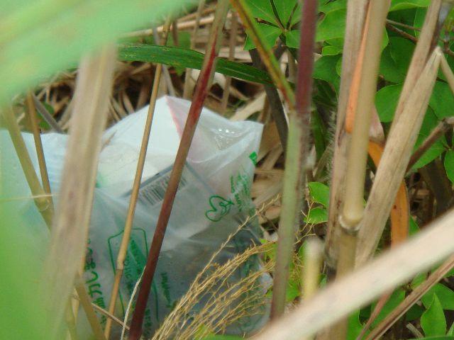 2009年 7月 5日 駒沢公園そうじ画像