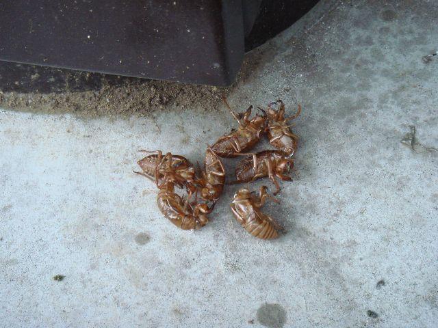 2009年 8月 2日 駒沢公園そうじ画像