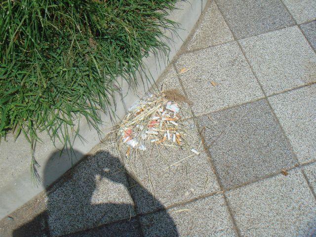 2009年 8月 16日 駒沢公園そうじ画像