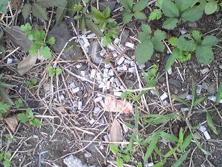 平戸から、残暑お見舞い申し上げます。画像