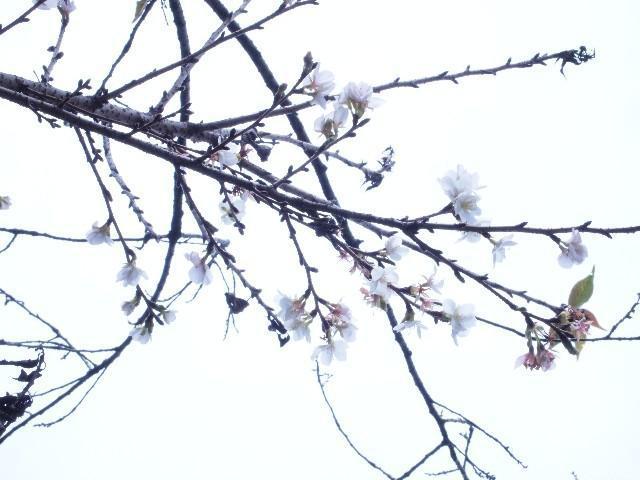 2009年 11月 1日 駒沢公園そうじ画像