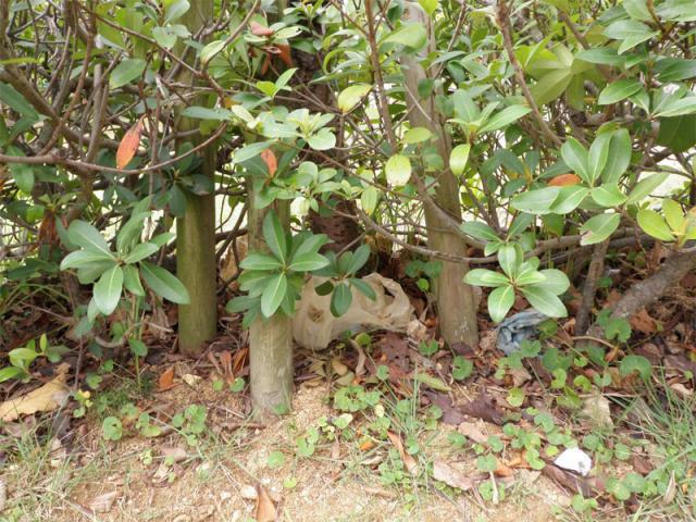 【沖縄】国際通りコラボそうじ画像