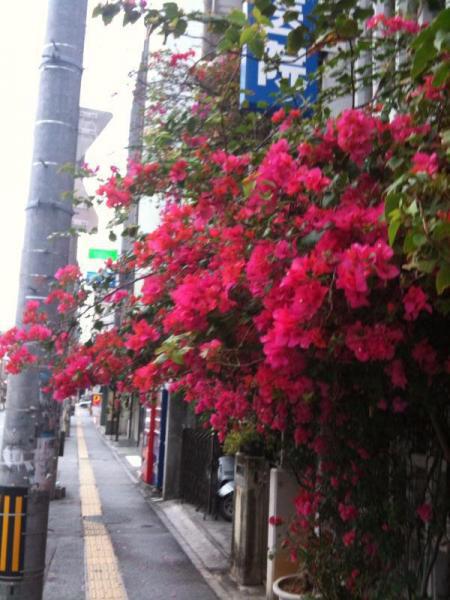 新生gb沖縄チーム、キックオフミーティング！画像