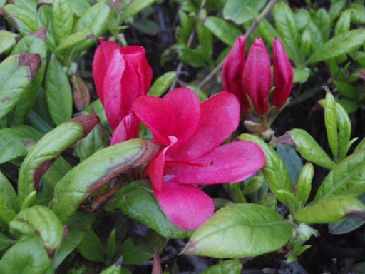 ３月１８日　春うらららら〜♪　from平戸画像